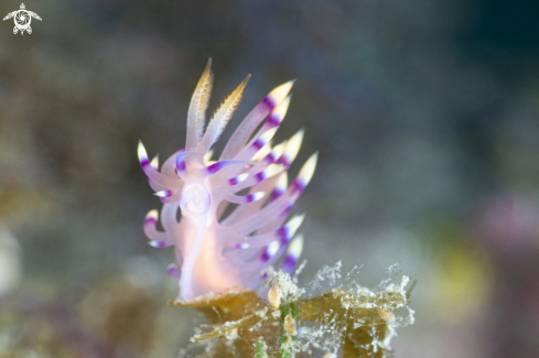 A Coryphellina exoptata 