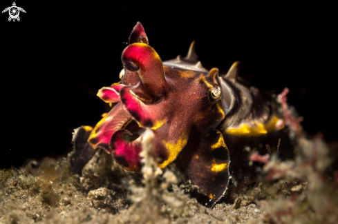 A Metasepia pfeffer | Flamboyant cuttlefish