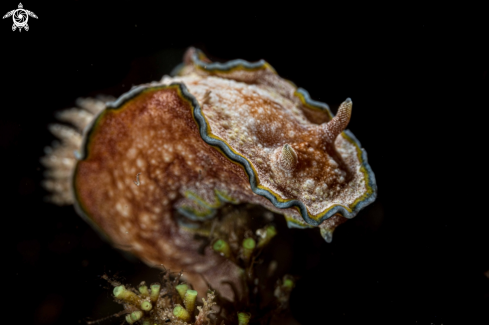 A Glossodoris acosti  | Glossodoris acosti 