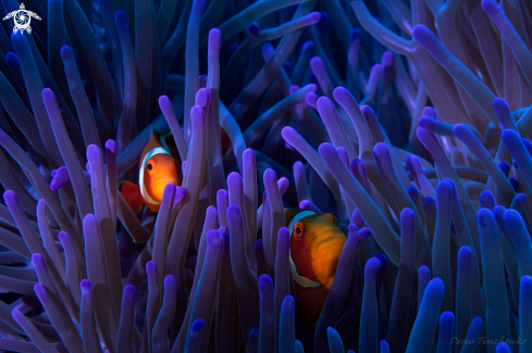 A Amphiprion ocellaris | FISH