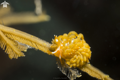 A golden nudi