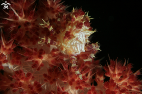 A Hoplophrys oatesii | Candy Crab