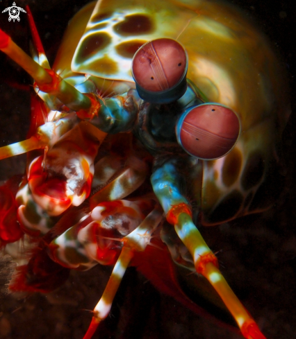 A Peacock Mantis Shrimp