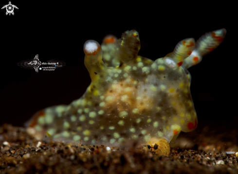 A Nudibranch