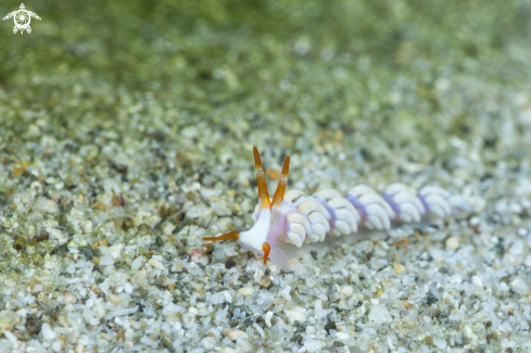 A nudibrach