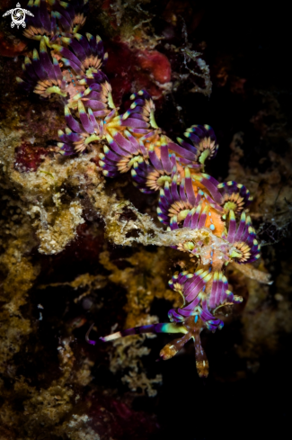 A Aeolid nudibrach