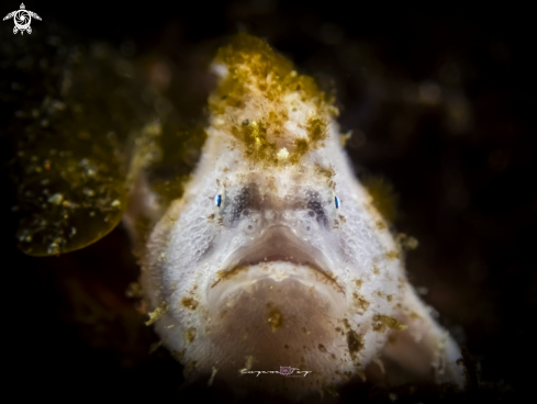 A Frogfish