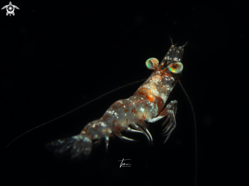 A Velvet shrimp