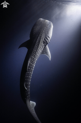A Rhincodon typus | Whaleshark