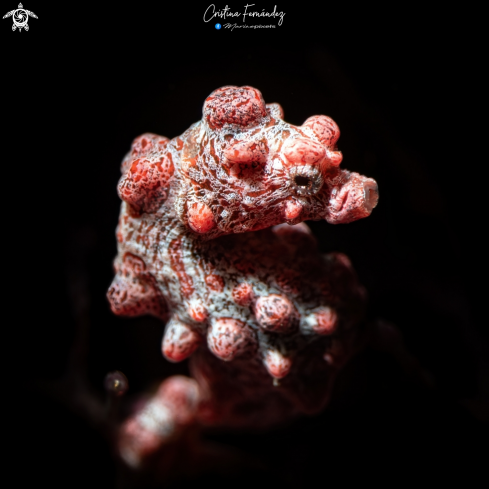 A Pygmy seahorse