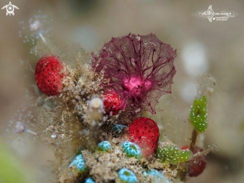 A Oceanapia sagittaria (Sollas, 1902) | Soft Corals