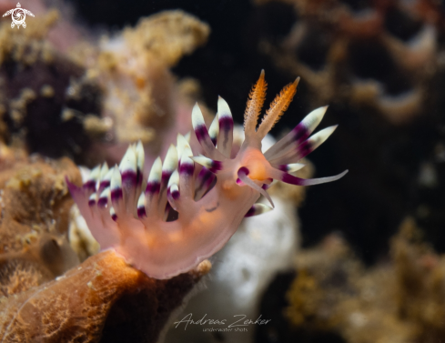 A Desirable flabellina