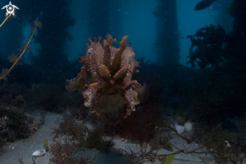 A Cuttlefish