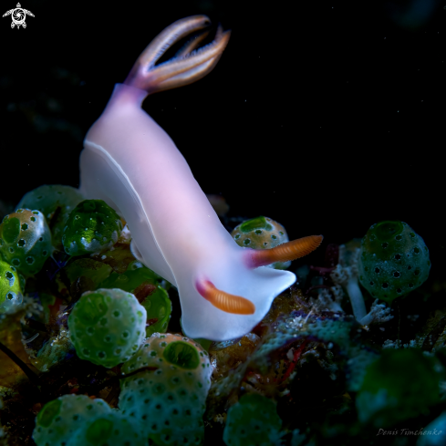 A NUDIBRANCH