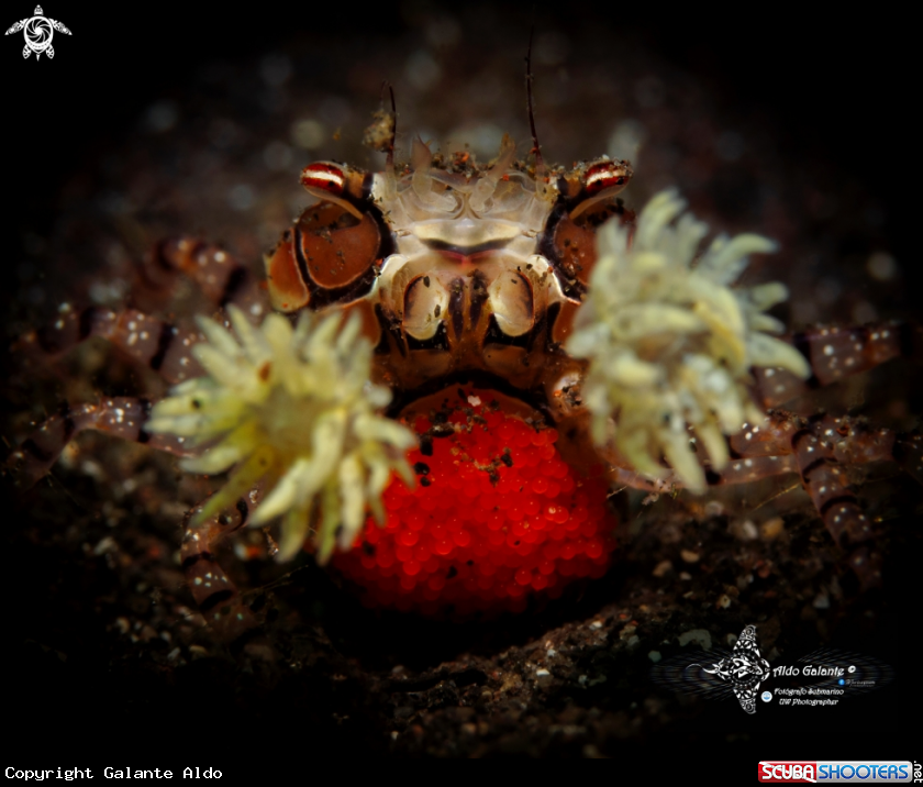 A Boxer Crab 