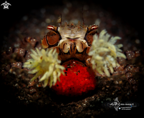 A Boxer Crab 