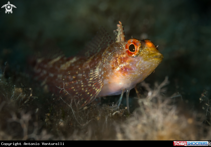 A Pesce peperoncino