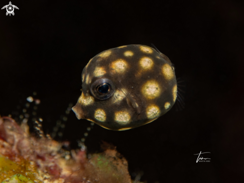 A Lactophrys triqueter | Smooth Trunkfish