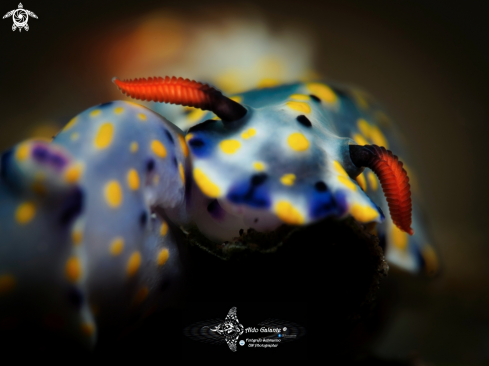 A Nudibranch