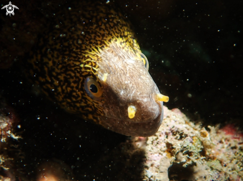 A Moray Eel 