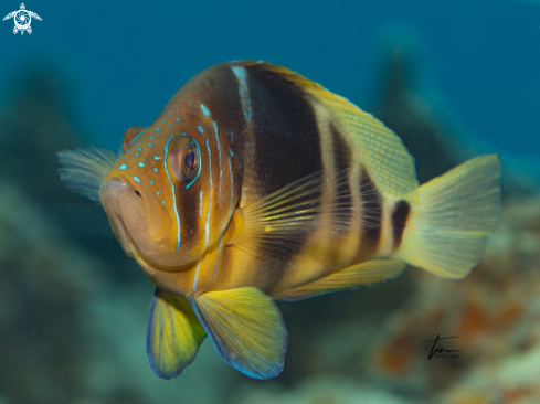 A Barred Hamlet