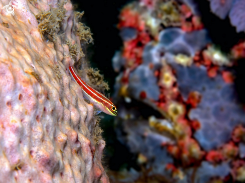 A Helcogramma striata Hansen, 1986 (front) & Antennarius commerson (Lacepède, 1798) (Back) | Tropical Striped Triplefin Fish