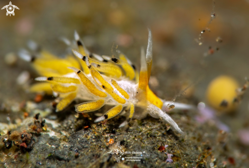 A Nudibranch