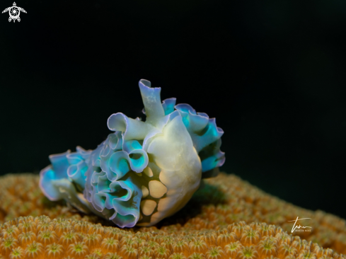 A Elysia crispata | Lettuce sea slug