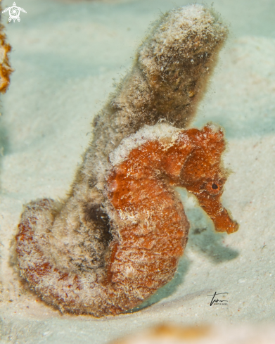 A Hippocampus reidi | Seahorse