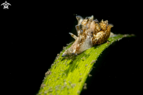 A Aplysia nigrocincta