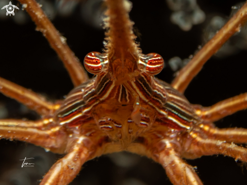 A Arrow crab