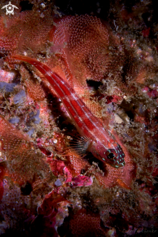 A Helcogramma striata | GOBY