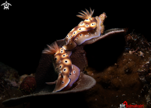 A Hypselodoris tryoni | Hypselodoris tryoni