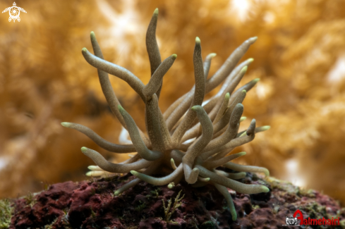 A Phyllodesmium briareum | Phyllodesmium briareum