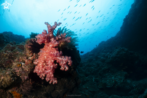 A softcoral