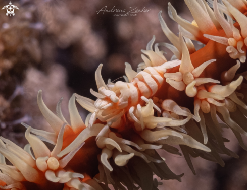 A Pontonides ankeri | Whip coral shrimp