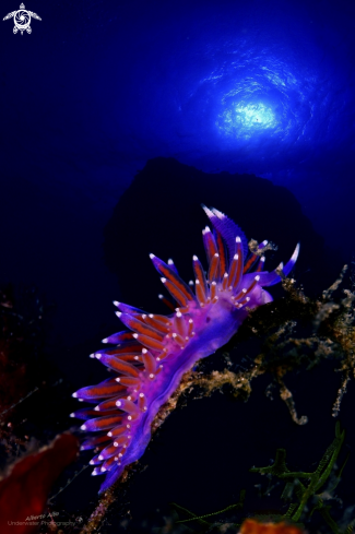 A Nudibranqeo