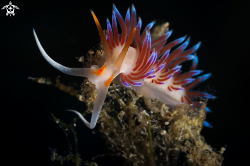 Cratena peregrina nudibranch