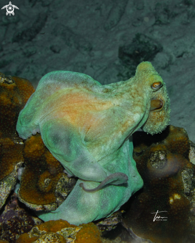 The Caribbean reef octopus