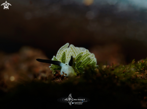 A Costasiella Sea Slug ( 2 mm)