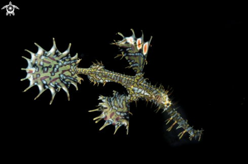 A Ornate Ghost Pipefish