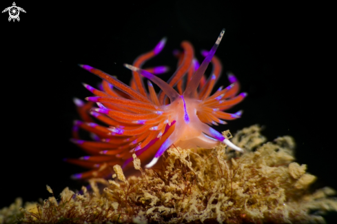 A Red lined flabellina nudibranch