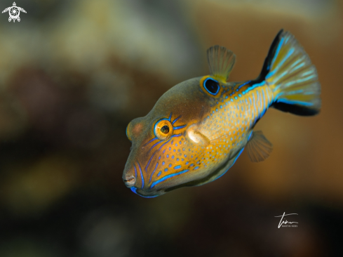 A Sharpnose Puffer