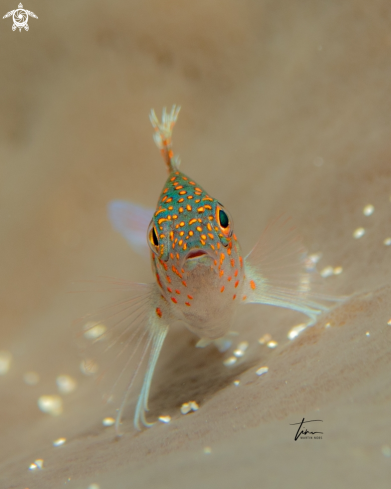 Redspotted Hawkfish