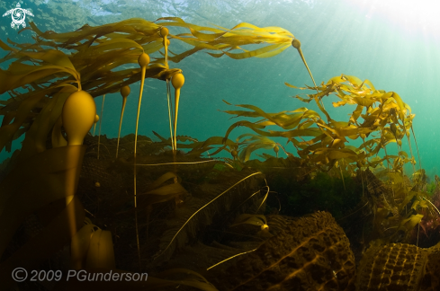 A Nereocystis luetkeana | Kelp