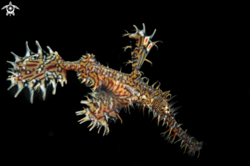 A Ornate Ghost Pipefish