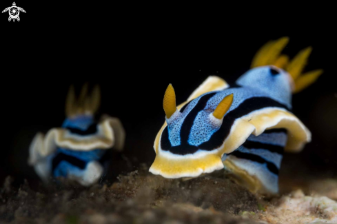 A Chromodoris annae | Chromodoris annae