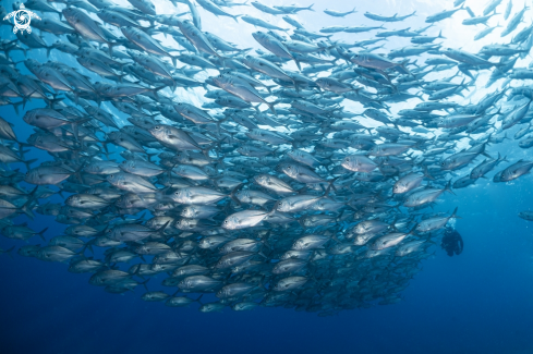 A bigeye travalley