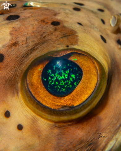 A Long-spine Balloonfish