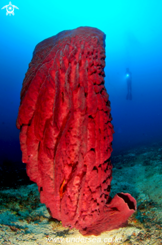 A barrel sponge